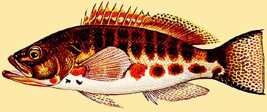 Banded Serrano