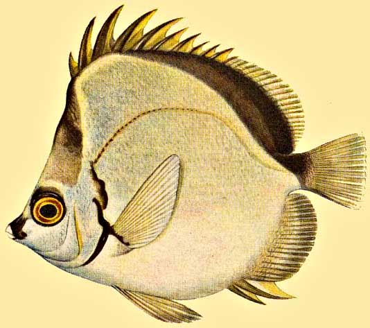 Butterfly Fish