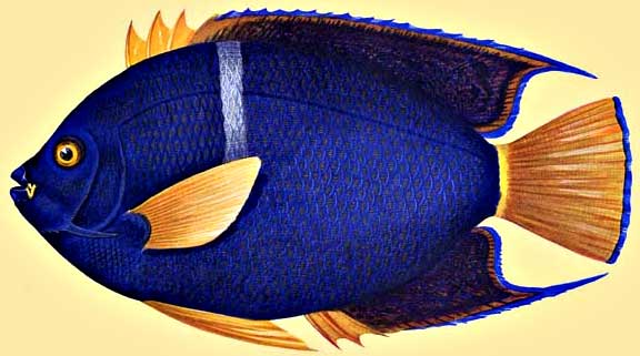 Angel Fish