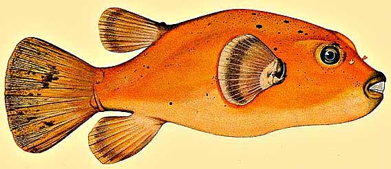 Orange Puffer