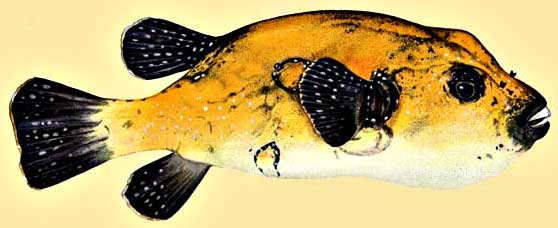 Orange Puffer