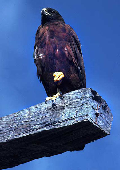 hawk