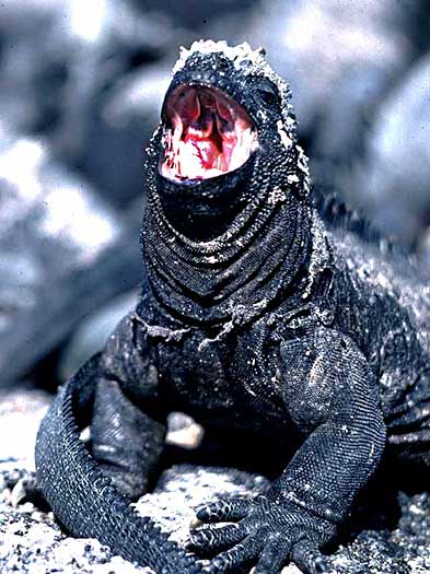 marine iguana