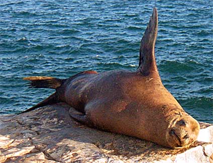 sealion