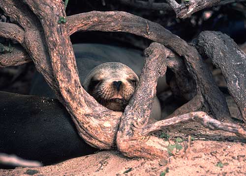 sealion