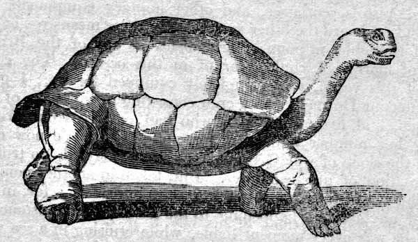 Tortoise engraving